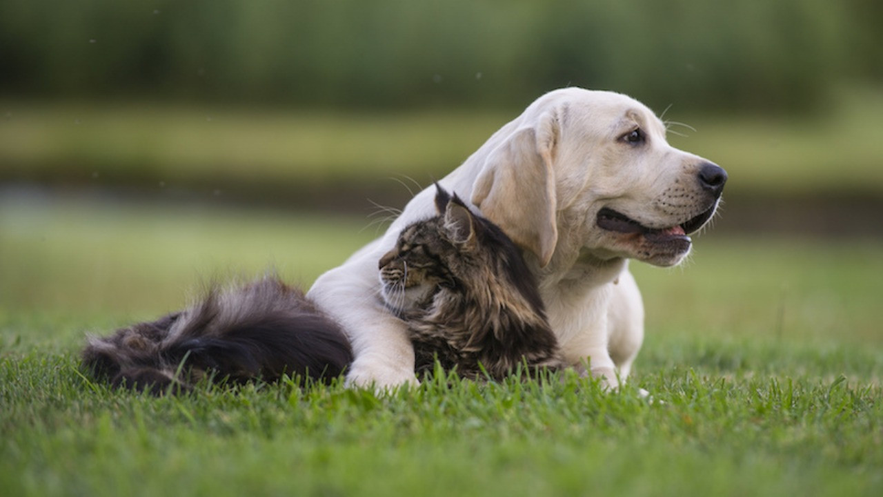 犬のしつけが必要とされる理由